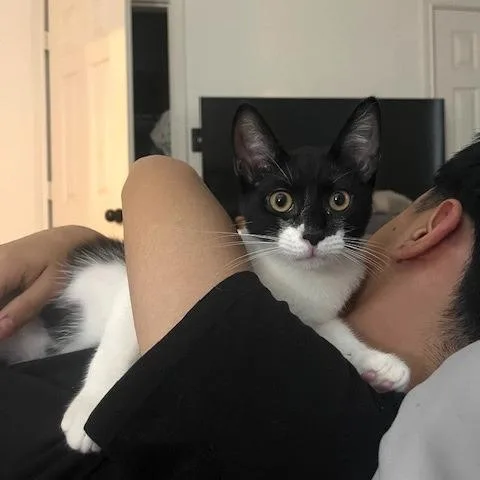 A young small-sized male Black Domestic Short Hair cat named Apallo for adoption in Houston, TX