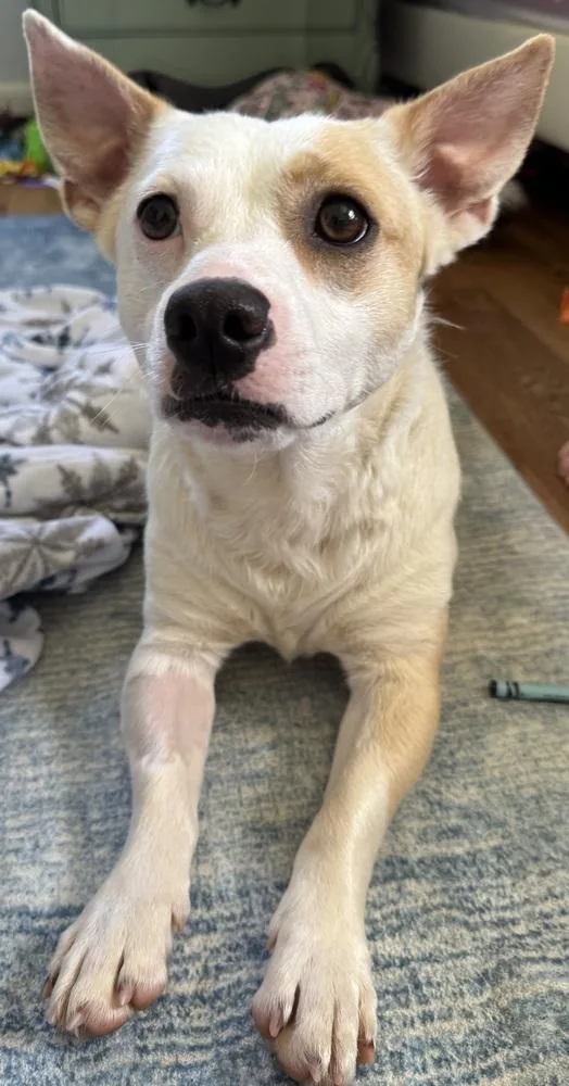 A young medium-sized male Mixed Breed dog named Buddy for adoption in Lansing, MI
