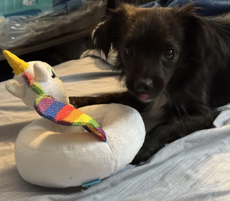 A young small-sized male Chihuahua dog named Ace for adoption in Windsor, CO