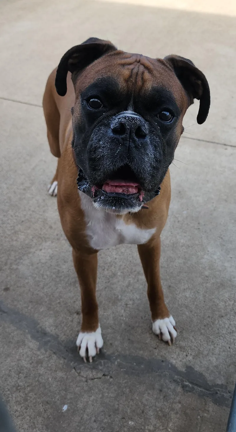 An adult large-sized male Boxer dog named Buddha for adoption in Fairfield, IA