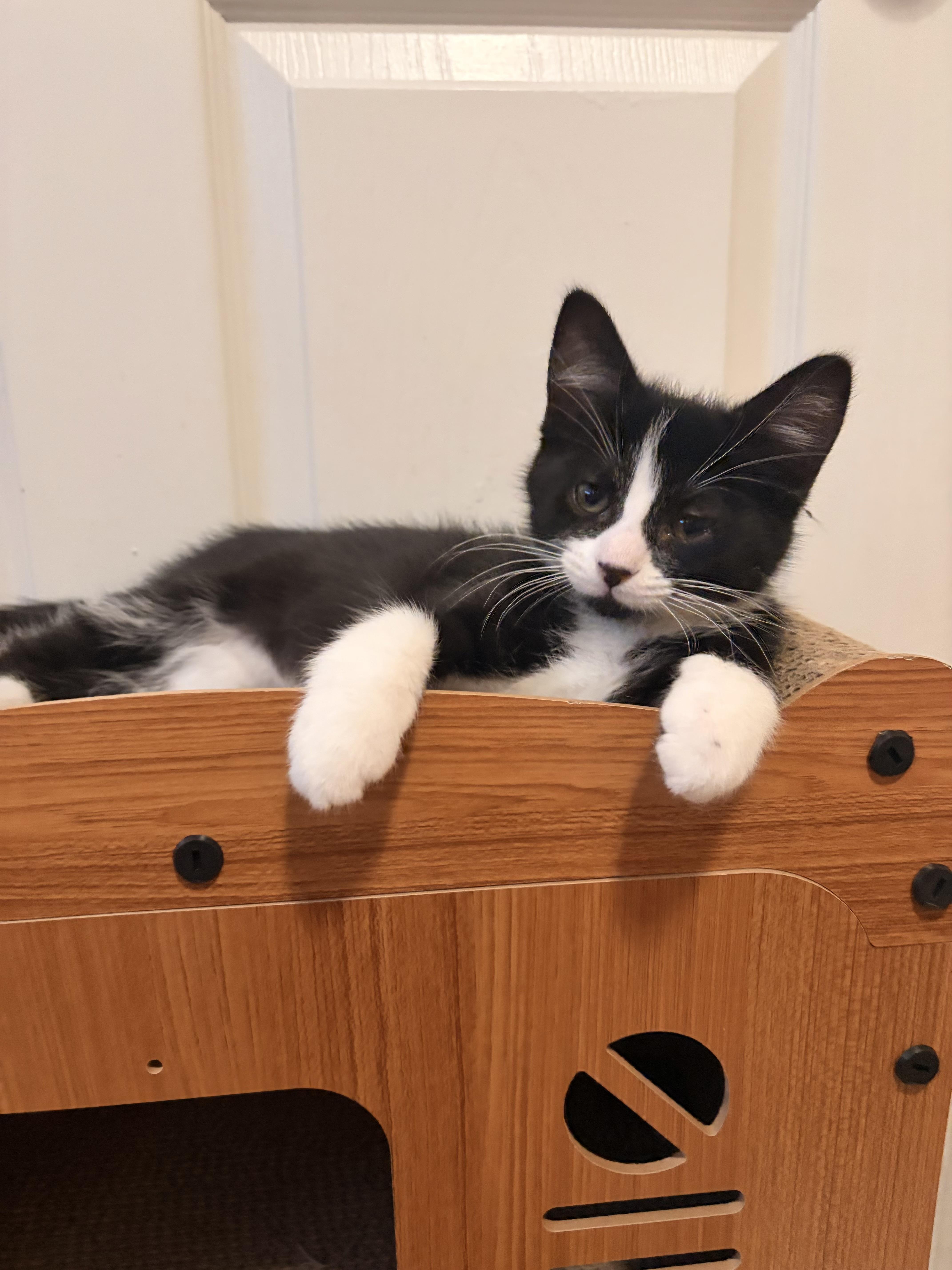 A baby small-sized male Domestic Short Hair cat named Cannoli for adoption in Ashland, KY