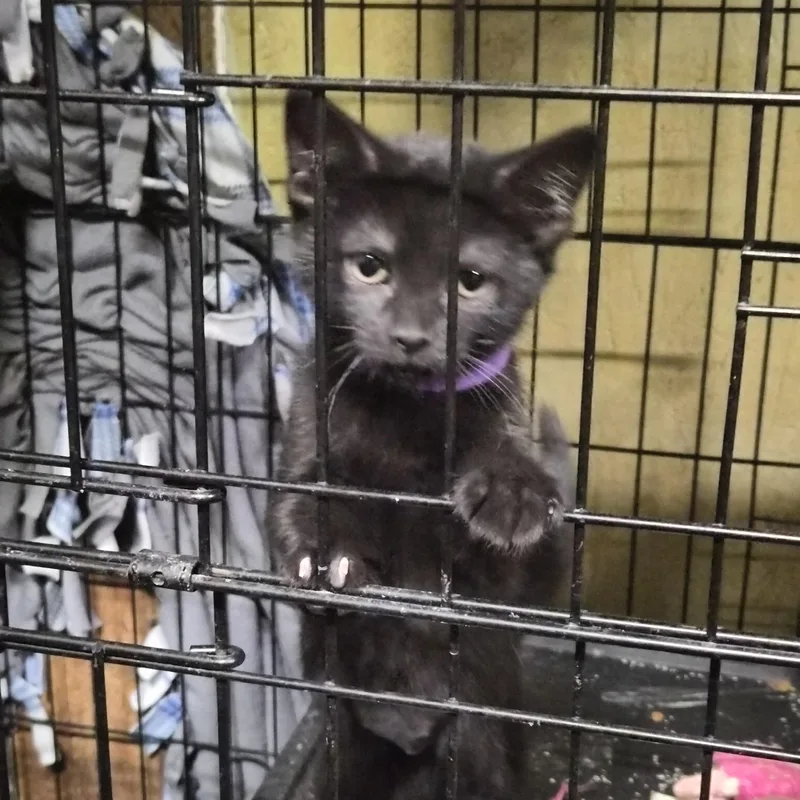 A baby medium-sized female Black Domestic Short Hair cat named Mary for adoption in Greeley, CO