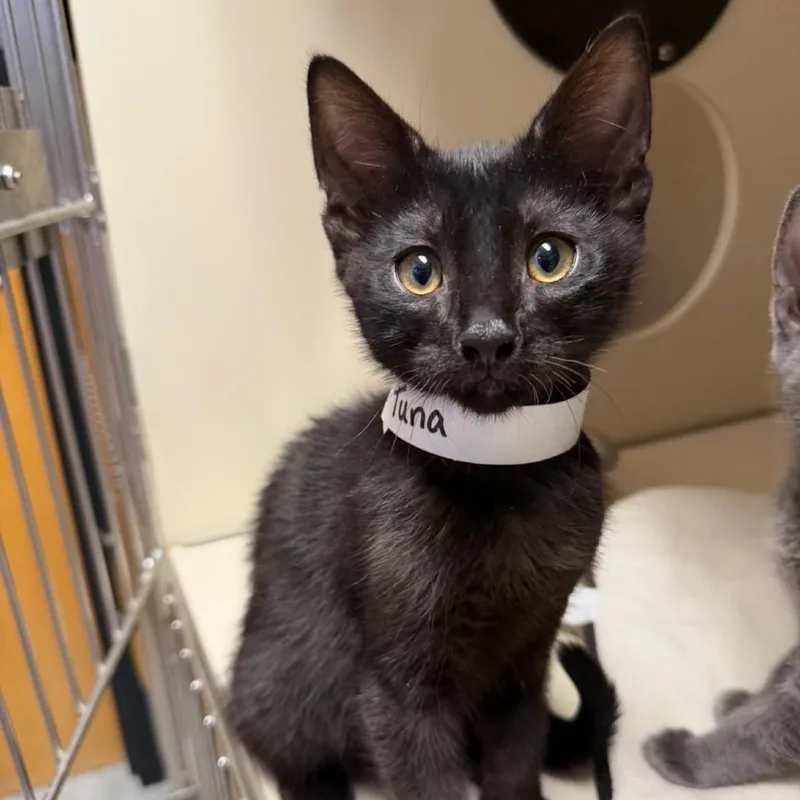 A baby small-sized male Black Domestic Short Hair cat named Tuna for adoption in Las Vegas, NV