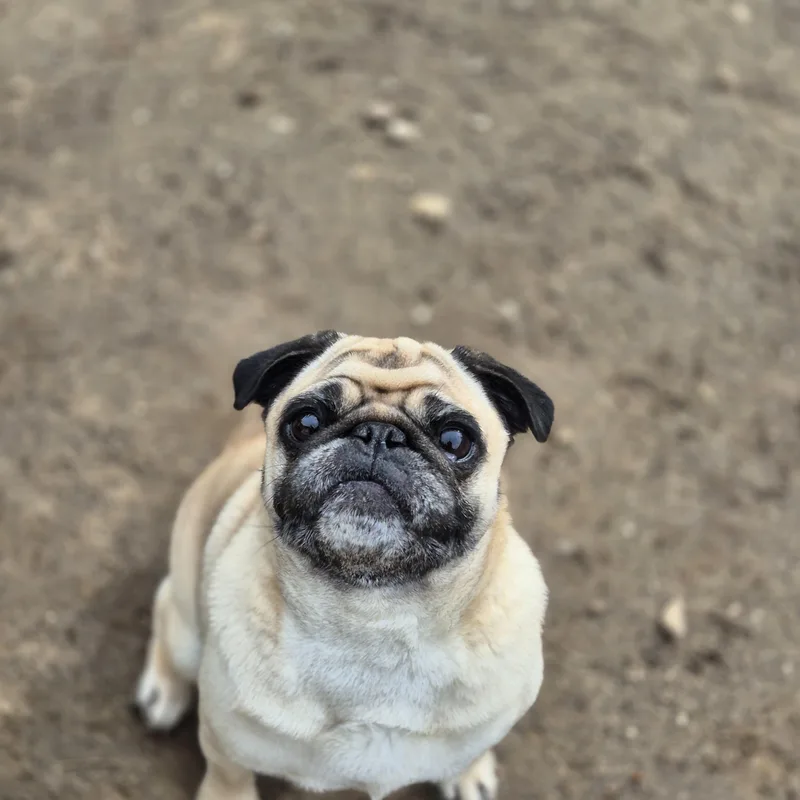 An adult small-sized female Yellow / Tan / Blond / Fawn Pug dog named Olive for adoption in metairie, LA