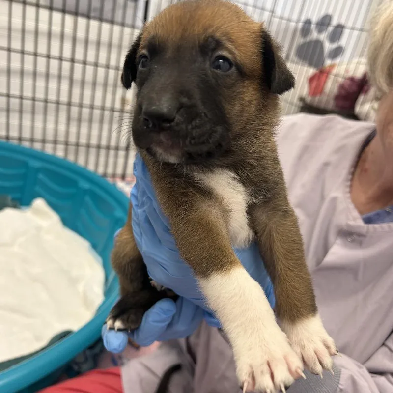 A baby small-sized female Brown / Chocolate Mixed Breed dog named Green Goddess for adoption in Wheeling, IL