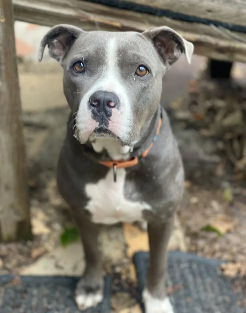 An adult medium-sized female Terrier dog named Princess for adoption in Blackwood, NJ