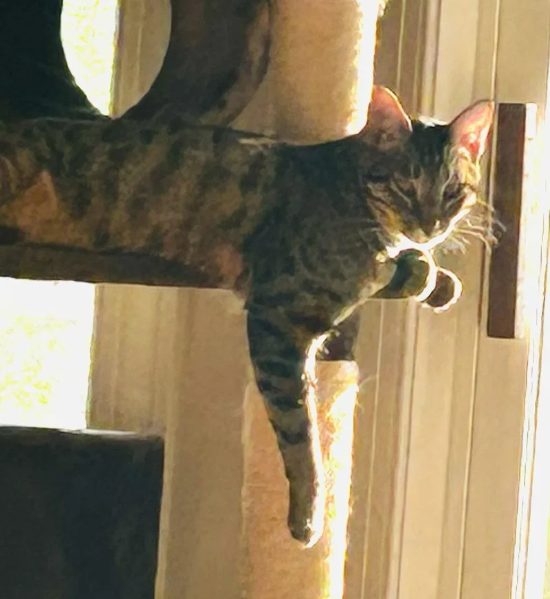 A young medium-sized male Domestic Short Hair cat named Ciaran for adoption in Attalla, AL