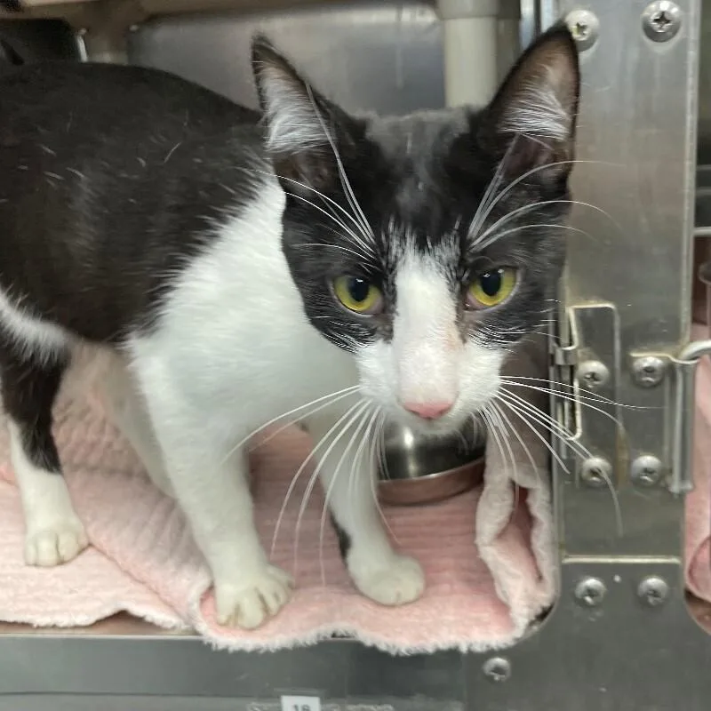 A young medium-sized male Domestic Short Hair cat named Solomon for adoption in Roanoke, VA