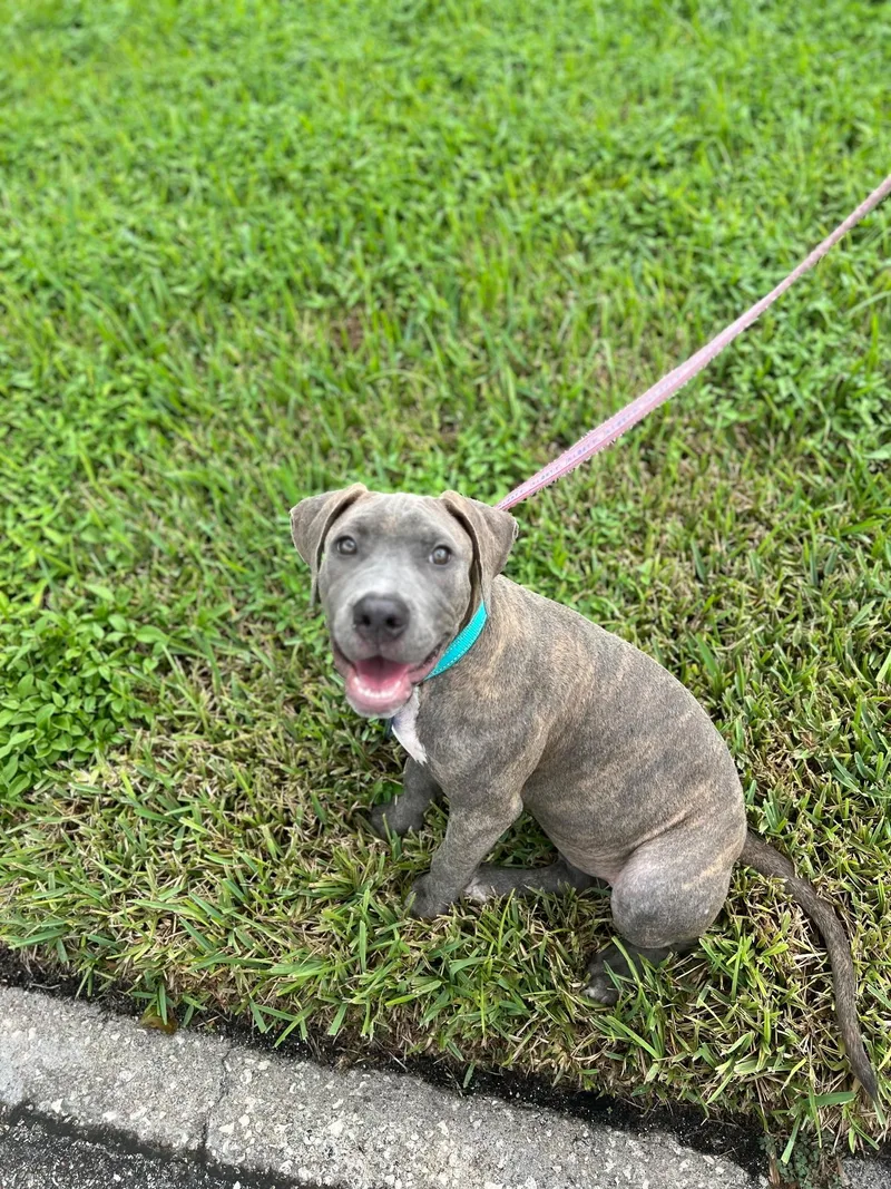 A baby medium-sized female Pit Bull Terrier dog named Quartz for adoption in Lake Worth, FL
