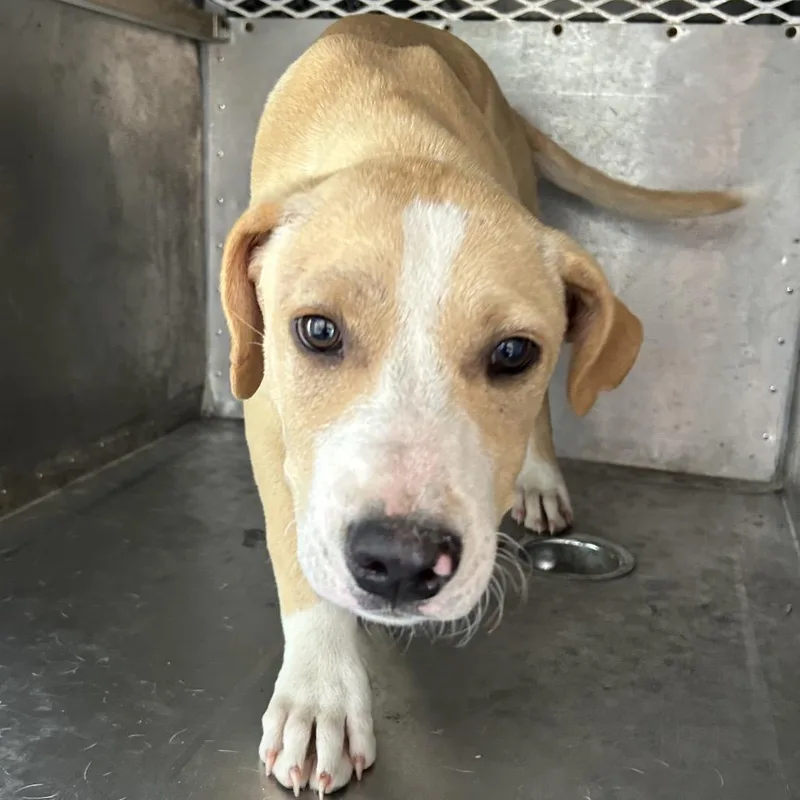 A baby medium-sized male Yellow / Tan / Blond / Fawn Hound dog named Bridger for adoption in Birmingham, AL