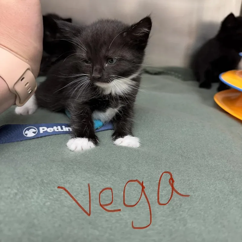Vibrant Vega thumbnail 2