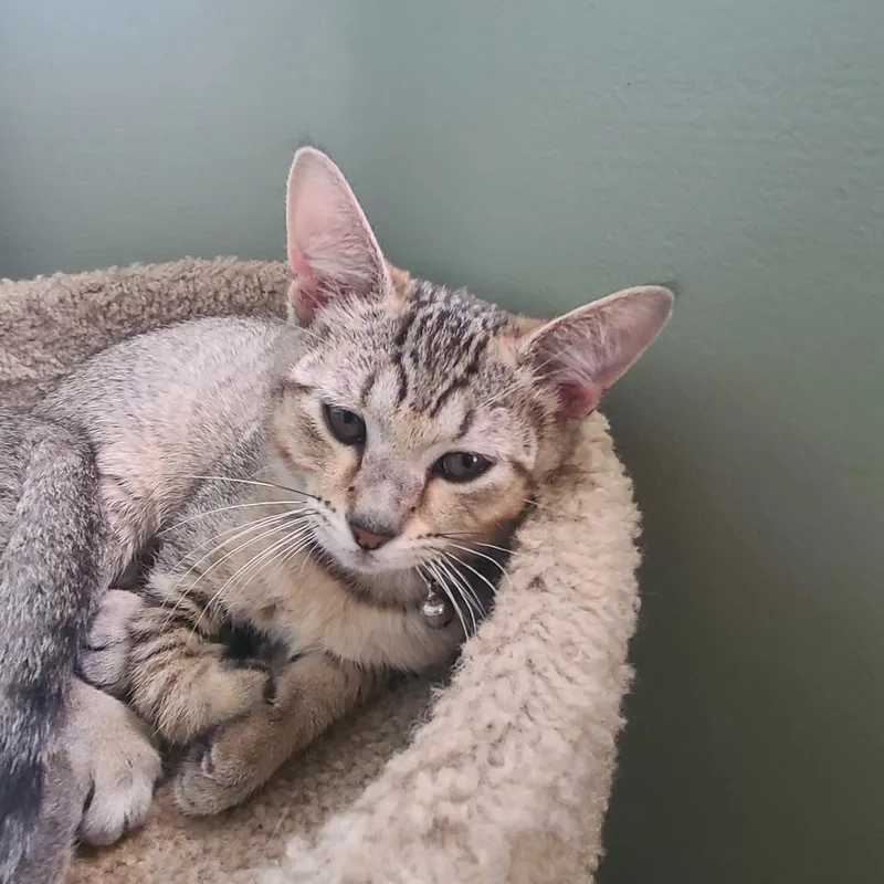 A baby small-sized female Gray / Blue / Silver Domestic Short Hair cat named Ashley for adoption in Fort Lauderdale, FL