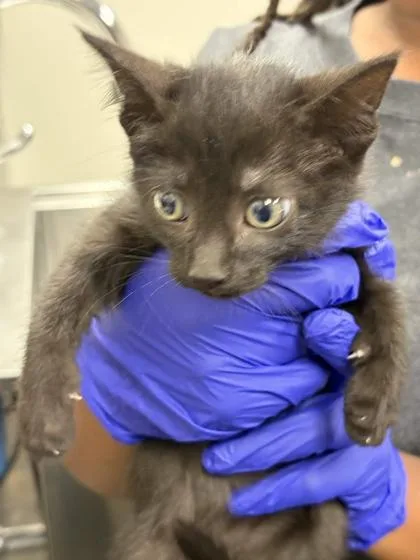 A baby small-sized female Domestic Short Hair cat named Emery for adoption in Memphis, TN