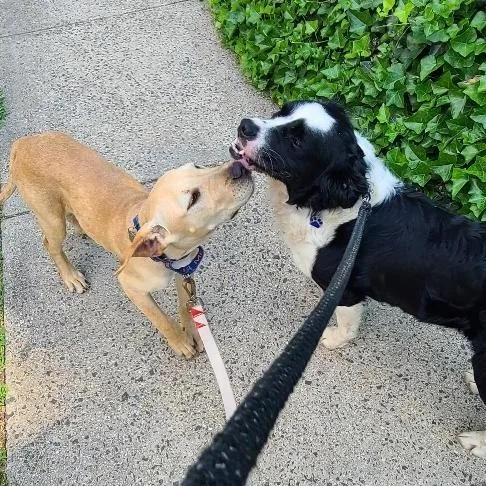 A young medium-sized female Yellow / Tan / Blond / Fawn Hound dog named Latte for adoption in Potomac, MD