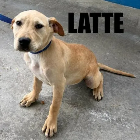 Latte thumbnail 2