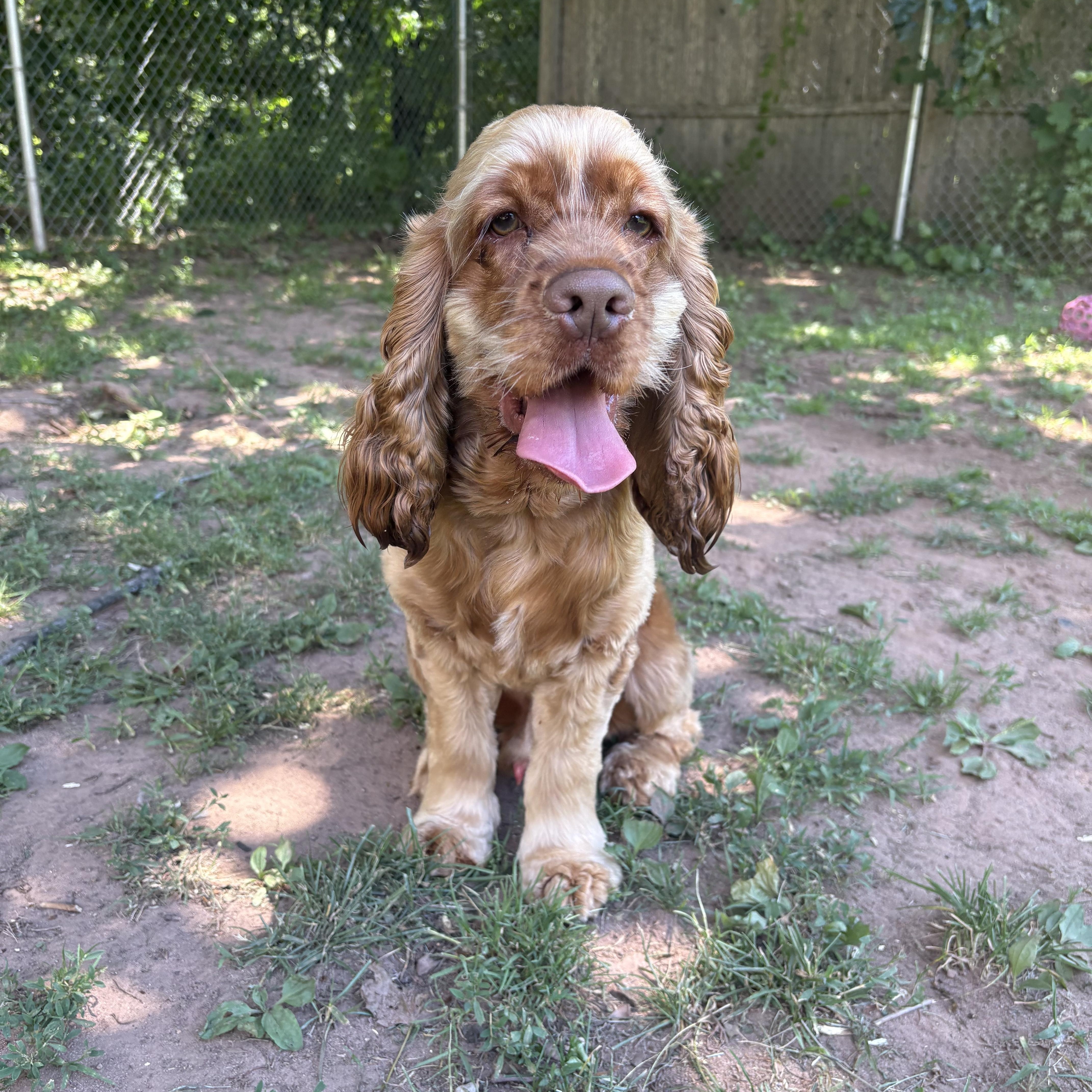 A young medium-sized male Golden Cocker Spaniel dog named Maxim for adoption in North Haven, CT