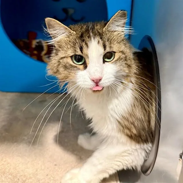 A young medium-sized female Domestic Medium Hair cat named Habanero for adoption in Leesburg, VA