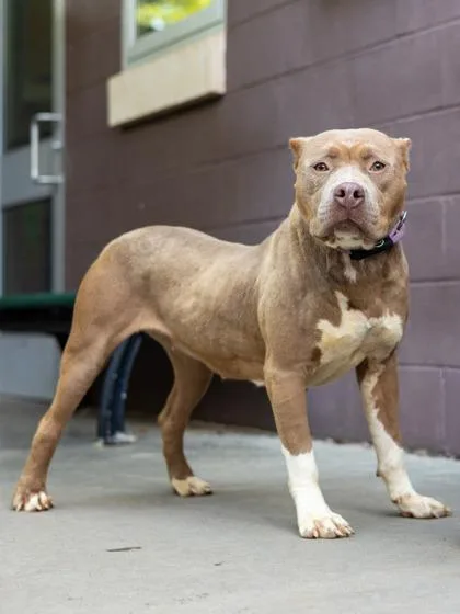 An adult large-sized female Mixed Breed dog named Bonita for adoption in Chamblee, GA