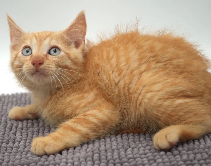 A baby small-sized male Tabby (Orange / Red) Tabby cat named Scuttlebutt but is scrumptious for adoption in Bedford Hills, NY