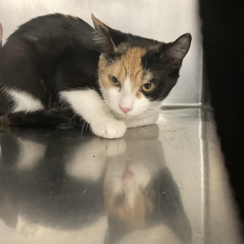 A baby small-sized female Calico Domestic Short Hair cat named Rosamund for adoption in St Joseph, MO