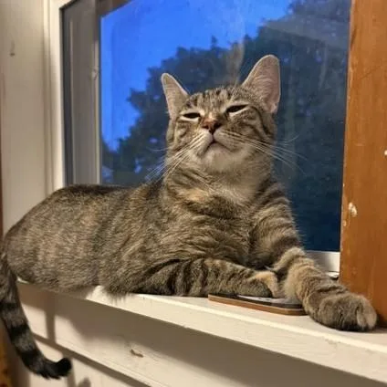 An adult medium-sized female Domestic Short Hair cat named Kate for adoption in Honeoye, NY