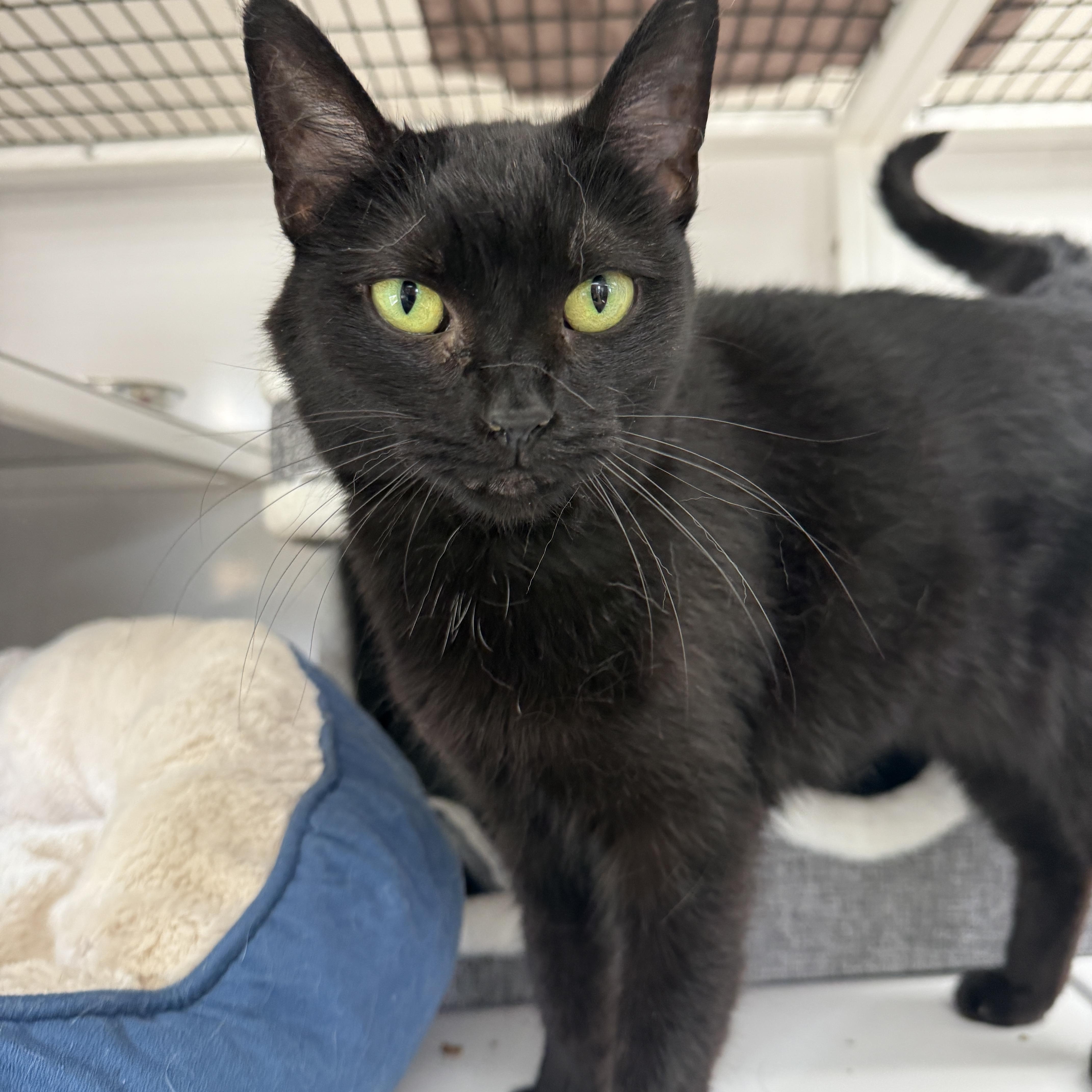 An adult medium-sized female Black Domestic Short Hair cat named Nora & Olive for adoption in Oconto, WI