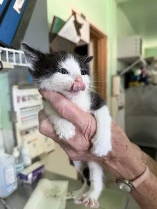 A baby medium-sized male Black Domestic Short Hair cat named Creek for adoption in Bedford, IN