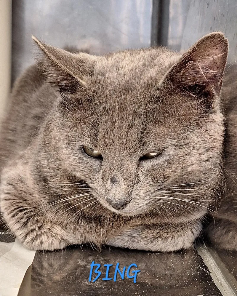 An adult medium-sized male Gray / Blue / Silver Russian Blue cat named Bing for adoption in Stanton, KY