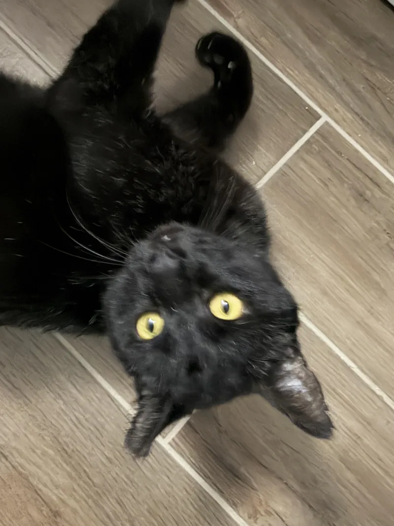 Robert California thumbnail 3