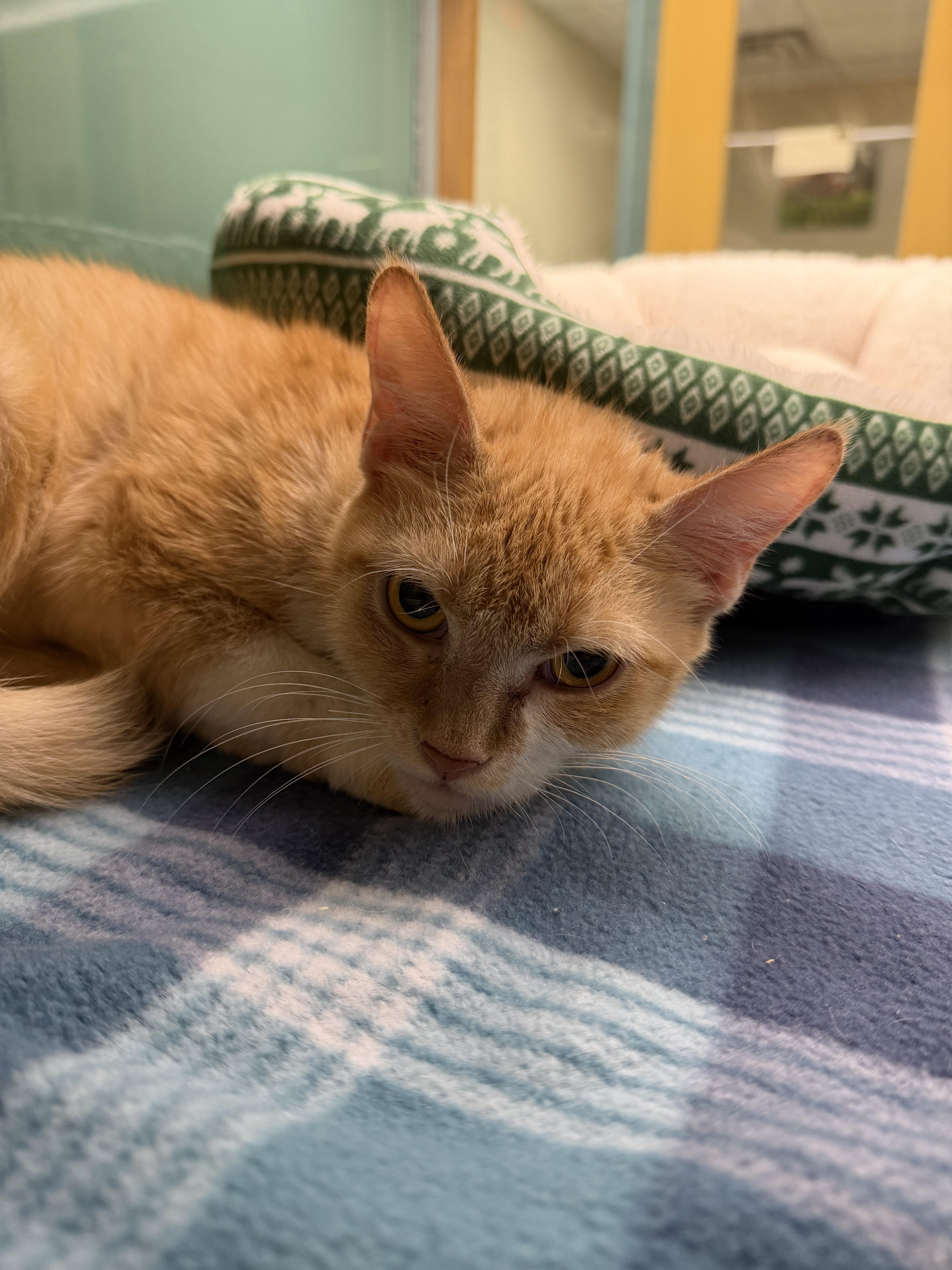 A young medium-sized female Tabby (Orange / Red) Domestic Short Hair cat named Sim for adoption in Suffolk, VA