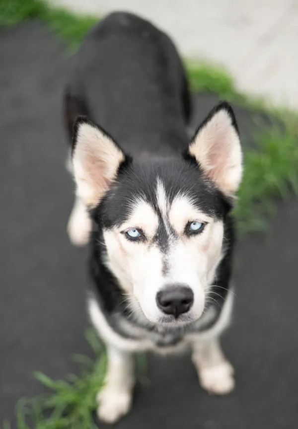 An adult large-sized female Siberian Husky dog named Morticia for adoption in Stratham, NH