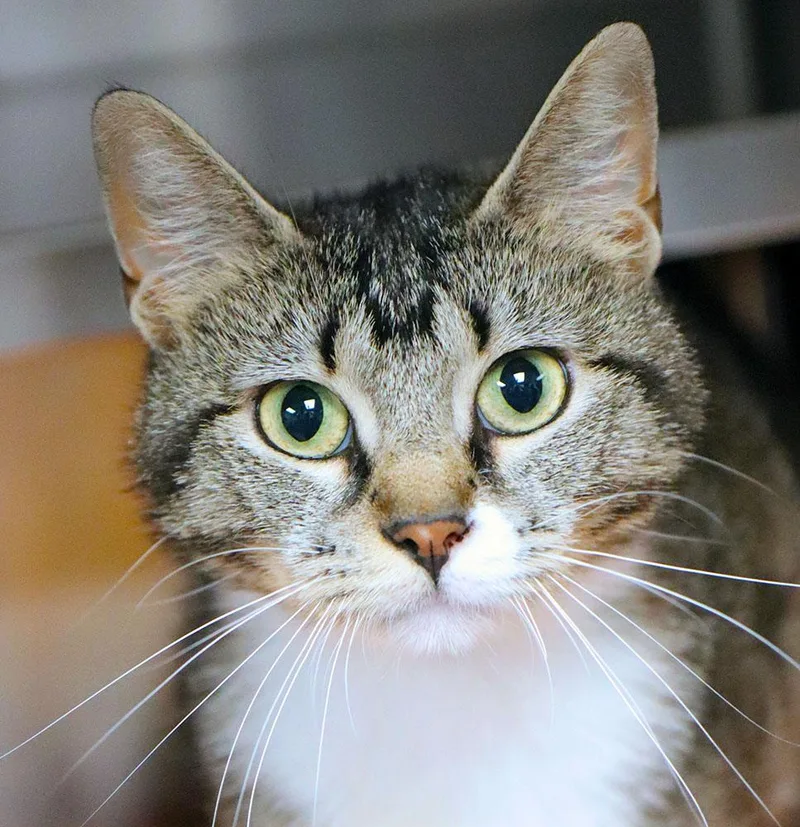 A young medium-sized female Tabby (Brown / Chocolate) Domestic Short Hair cat named Toni for adoption in Kansas City, KS