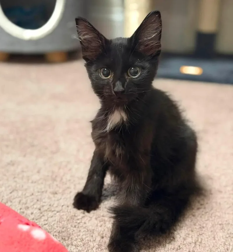 Xavier