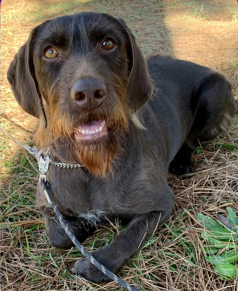 Cornelia thumbnail 2