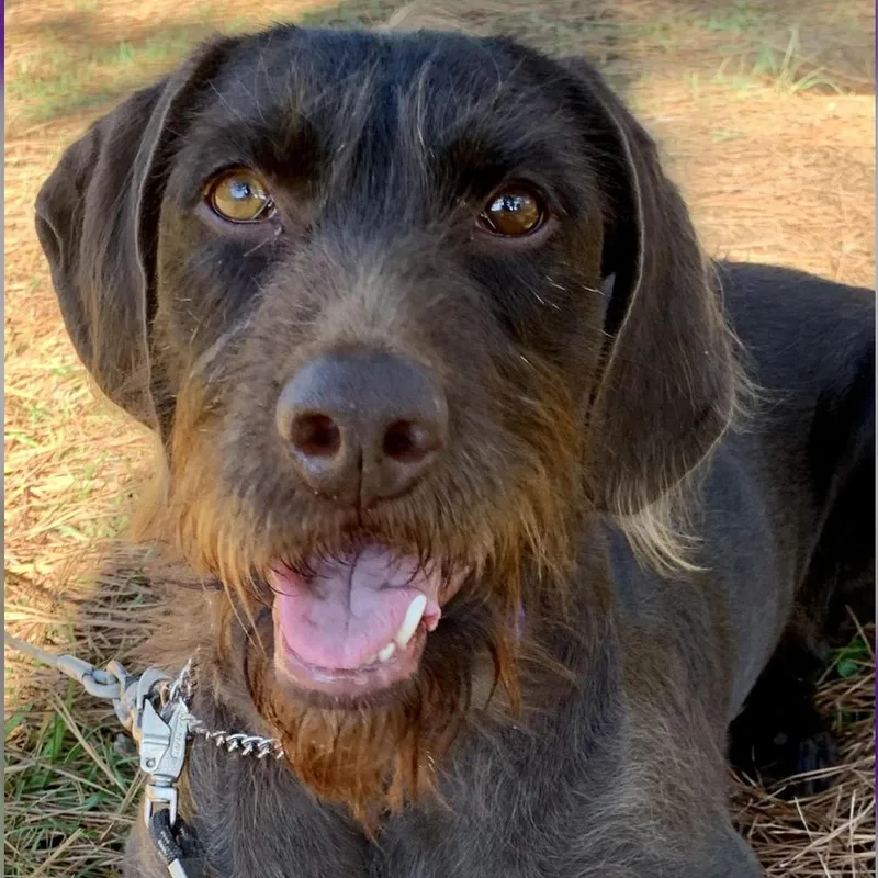 Cornelia thumbnail 3