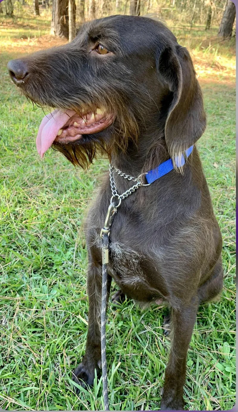 Cornelia thumbnail 4