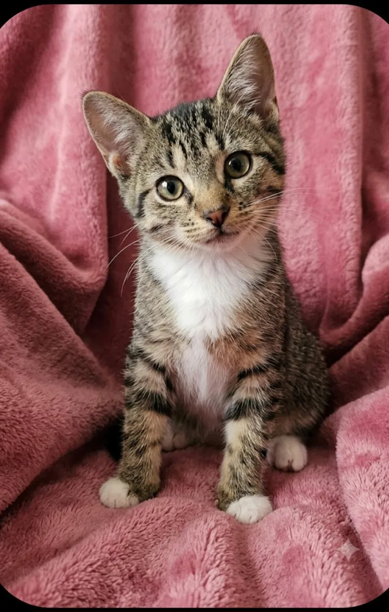 A baby medium-sized female Tabby (Brown / Chocolate) Domestic Short Hair cat named Tabitha for adoption in East Brunswick, NJ