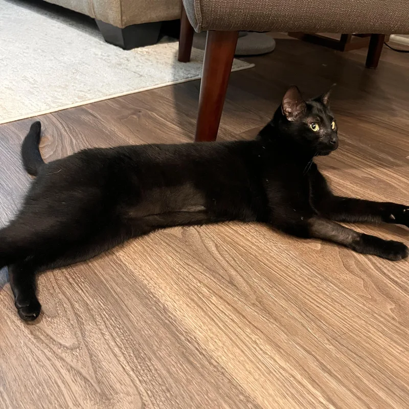 A young medium-sized female Black Domestic Short Hair cat named Sumac for adoption in Hyattsville, MD