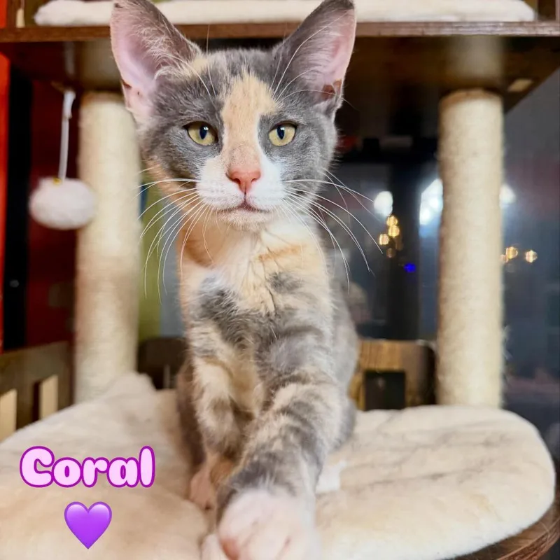 A baby small-sized female Domestic Short Hair cat named Coral for adoption in Cumming, GA