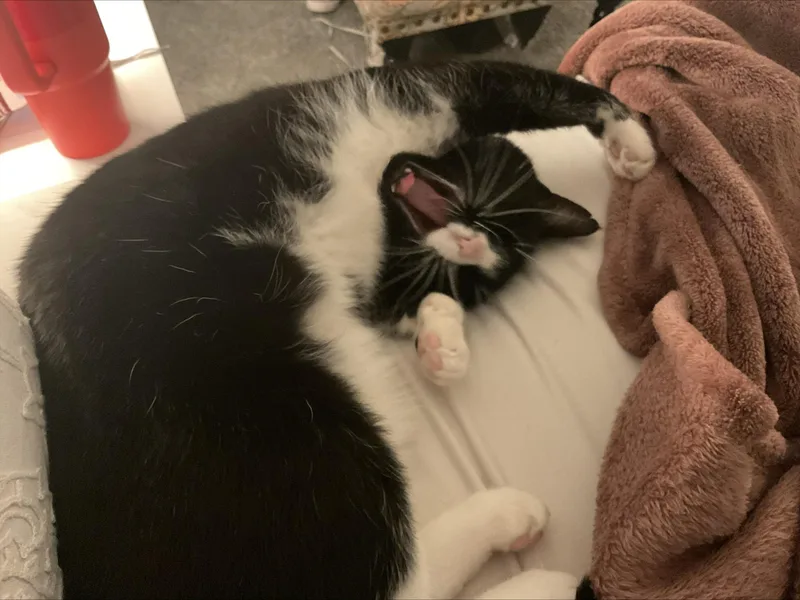 Midnight  Cuddly 