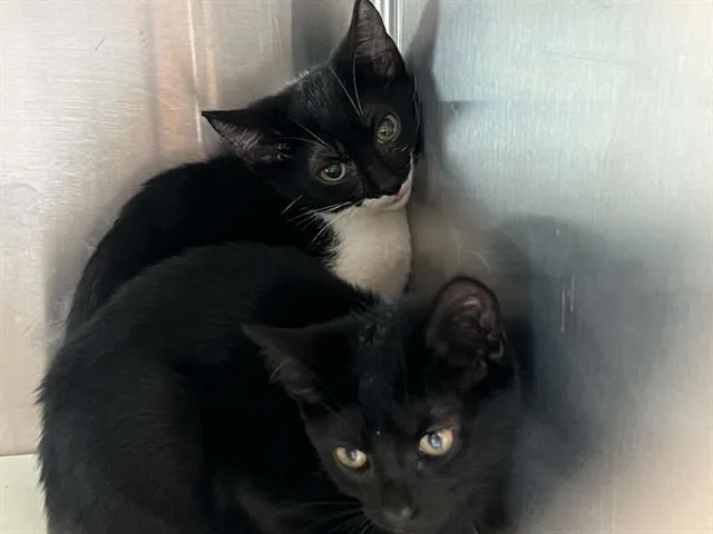 A baby small-sized female Domestic Short Hair cat named Katy Purry for adoption in Tustin, CA