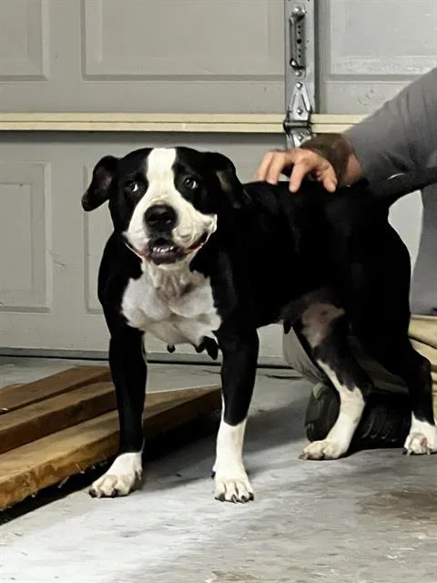 An adult medium-sized female American Staffordshire Terrier dog named Kuma for adoption in San Antonio, TX
