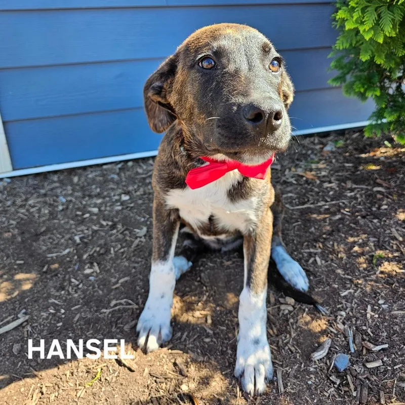 A baby large-sized male Brindle Mixed Breed dog named Hansel for adoption in Madisonville, TN