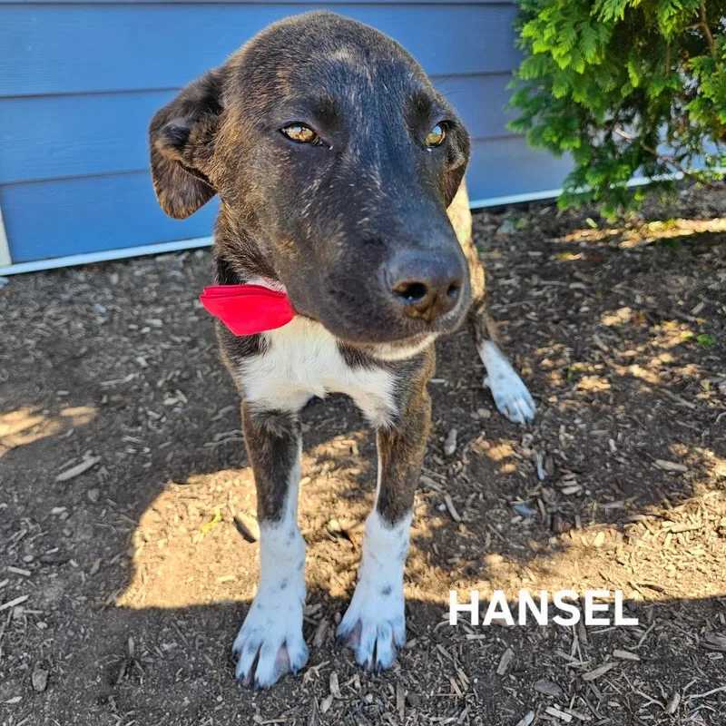 Hansel thumbnail 3