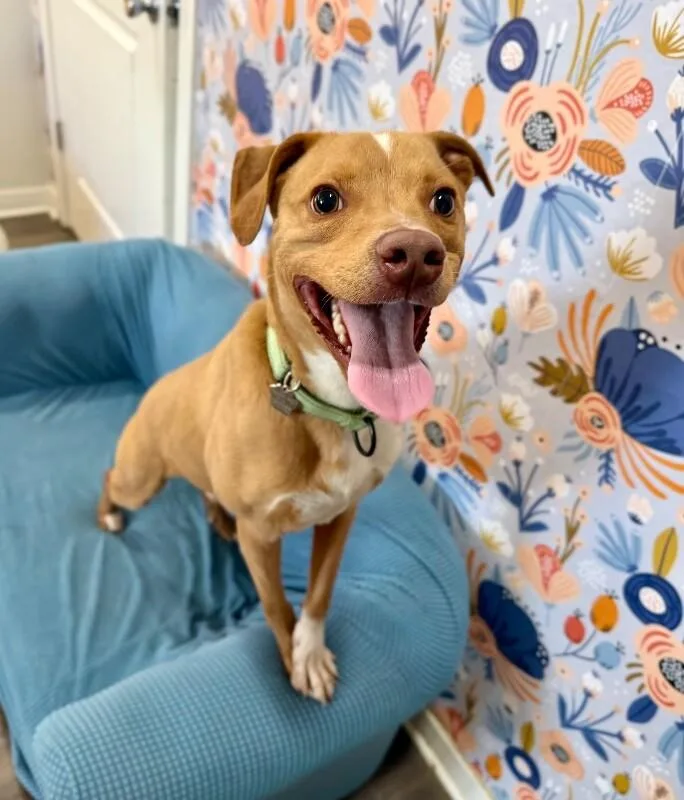 A young medium-sized male Yellow / Tan / Blond / Fawn Pit Bull Terrier dog named Jay Smiles The Little for adoption in Friendswood, TX