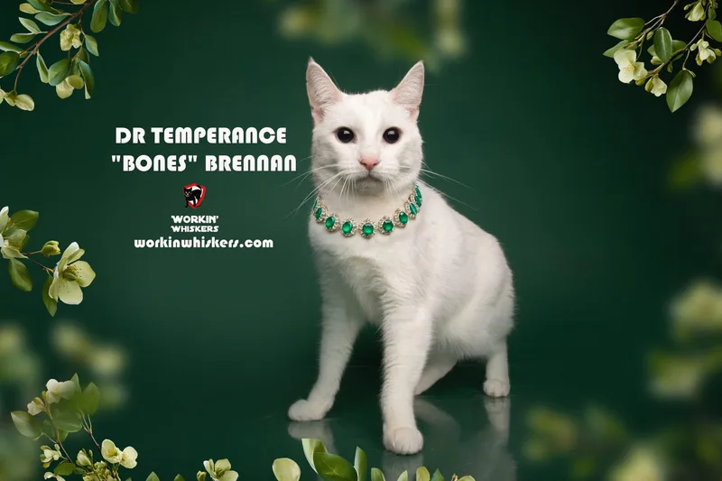 A young medium-sized female White Siamese cat named Dr Temperance "bones" Brennan for adoption in HEMET, CA