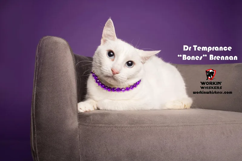 Dr Temperance "bones" Brennan thumbnail 2
