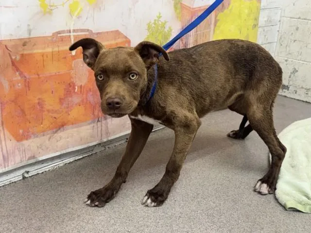 A young medium-sized female Pit Bull Terrier dog named Teshie for adoption in San Bernardino, CA