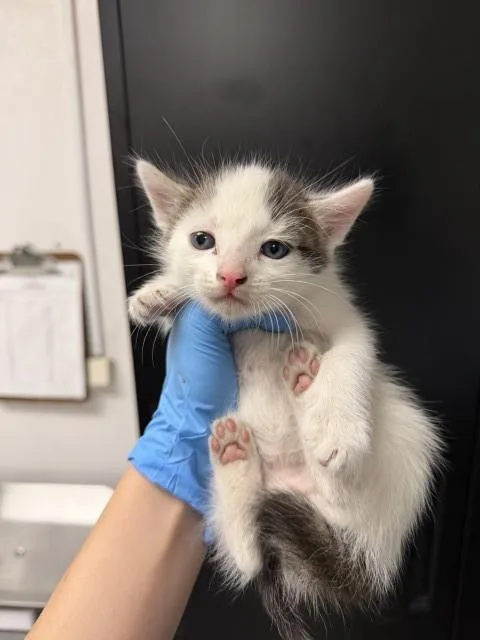 A baby small-sized male Domestic Short Hair cat named A for adoption in San Bernardino, CA
