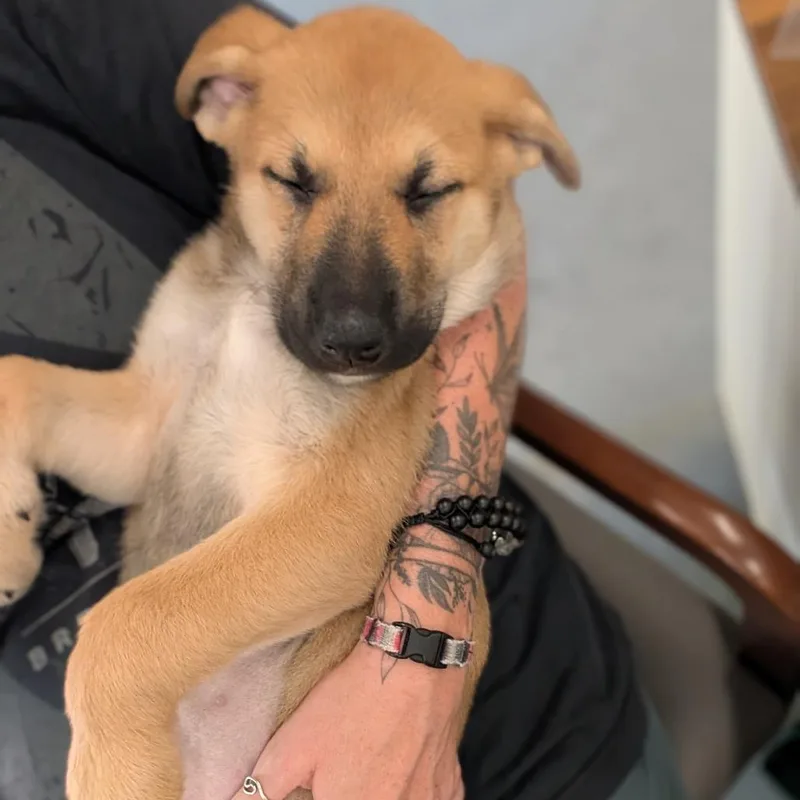 A baby small-sized female German Shepherd Dog dog named Sienna for adoption in Asheville, NC